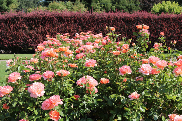 WORKDAY JUNE 12 – Sara Hite Rose Garden