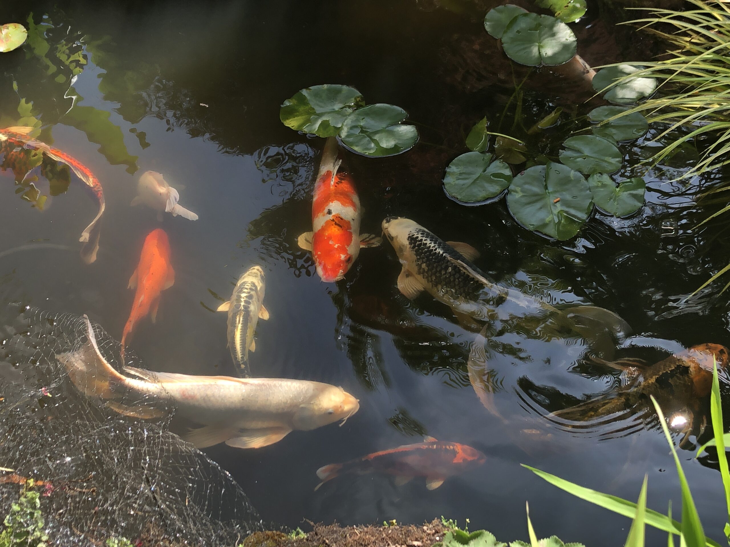 For those of you who missed it – Harry Landers’ Garden